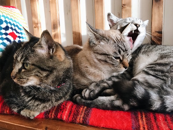 身を寄せ合う３匹の猫たち