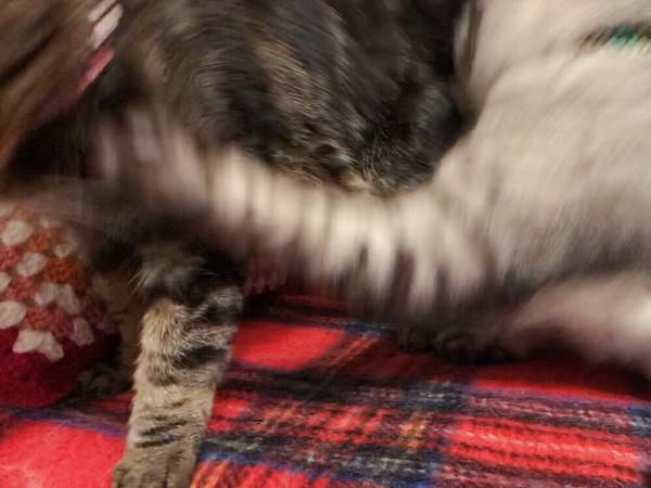 キジトラ猫に噛み付くサバトラ猫