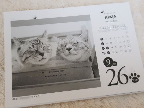 日めくりカレンダーの9月26日にテト（サバトラ猫）とムク（シャムトラ猫）の写真が使われている。