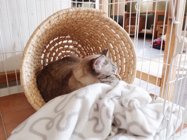 ランドリーバスケットの中で寝ているムク（シャムトラ猫）。