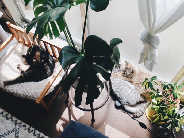 窓際で観葉植物といっしょに日光浴をしている猫たち。