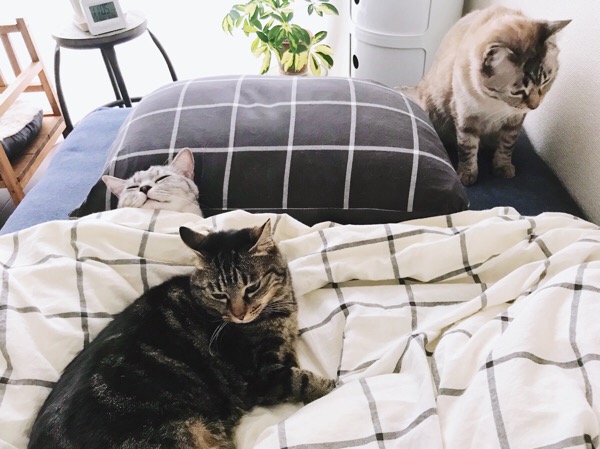 ベッドの上に猫が３匹。