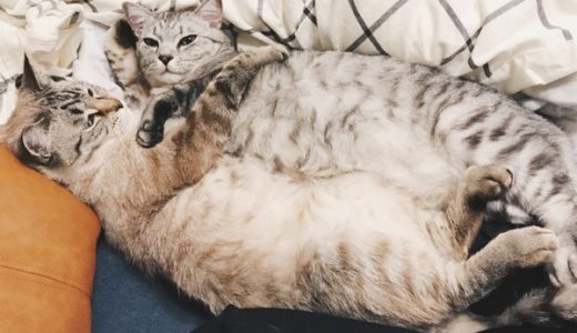 抱き合うようにしてベッドに横たわってる２匹の猫。