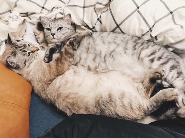 抱き合うようにしてベッドに横たわってる２匹の猫。