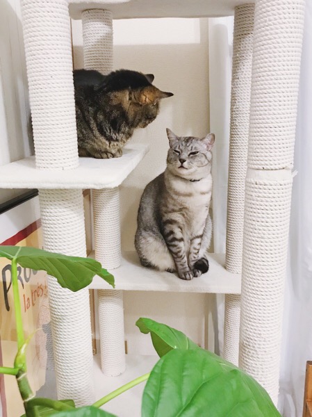 キャットタワーの上にいるテト（サバトラ猫）とジーナ（キジトラ猫）。