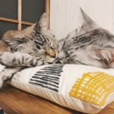 テト（サバトラ猫）に腕枕してもらって寝ているムク（シャムトラ猫）。