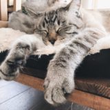 猫ベンチで寝ているムク（シャムトラ猫）。