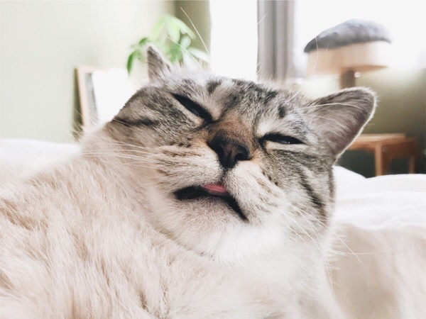 眠そうな猫の顔のアップ。