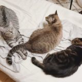 ベッドの上で寝そべってる３匹の猫たち。