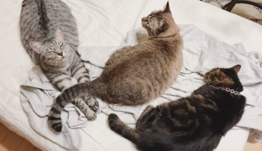 ベッドの上で寝そべってる３匹の猫たち。