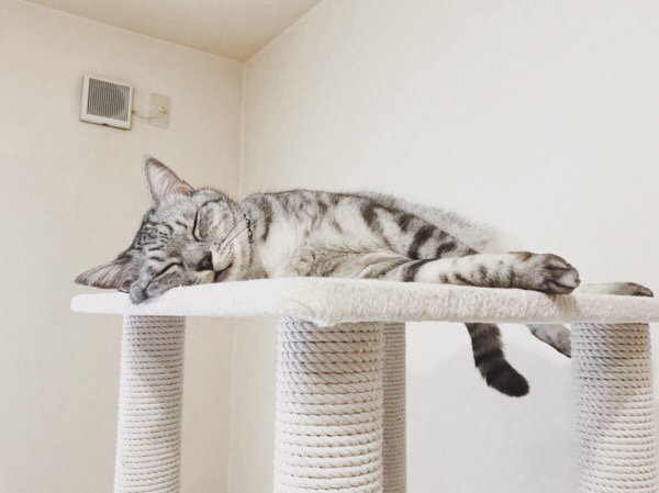 キャットタワーの上ですやすや寝ているテト（サバトラ猫）。
