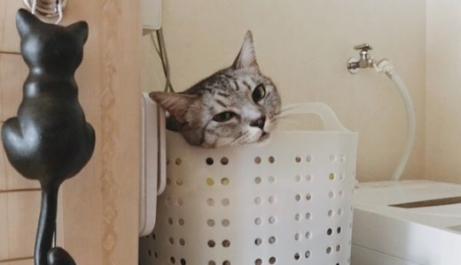 洗濯カゴの中からこちらを見ているテト（サバトラ猫）。