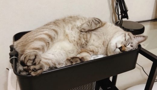 IKEAのワゴンにぴったり収まって寝てるムク（シャムトラ猫）。