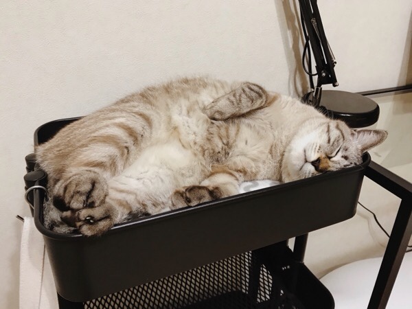 IKEAのワゴンにぴったり収まって寝てるムク（シャムトラ猫）。