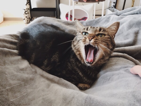 あくびをしているジーナ（キジトラ猫）。