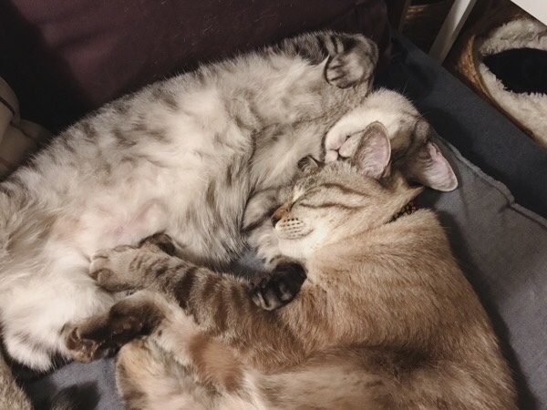 仲良くくっついて寝ている兄弟猫。
