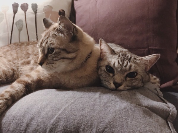 枕を占領する猫たち。