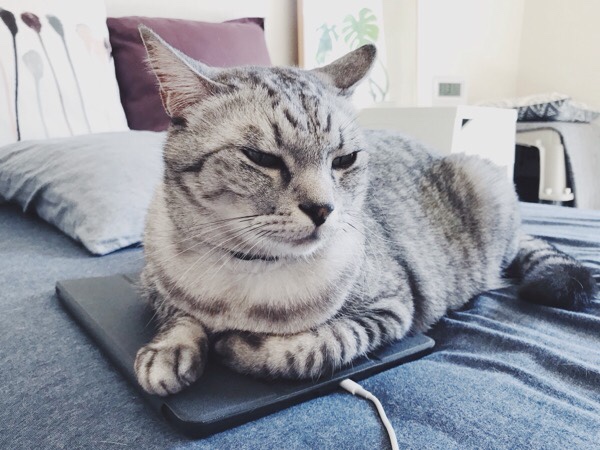 iPadの上に乗っかっているテト（サバトラ猫）。