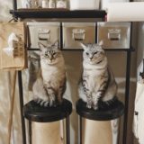 ゴミ箱のふたの上にちょこんと座っている２匹の猫。
