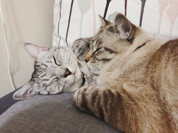 仲良くくっついて眠る２匹の猫。