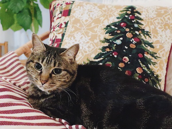クリスマスツリーが描かれたクッションカバーと猫。