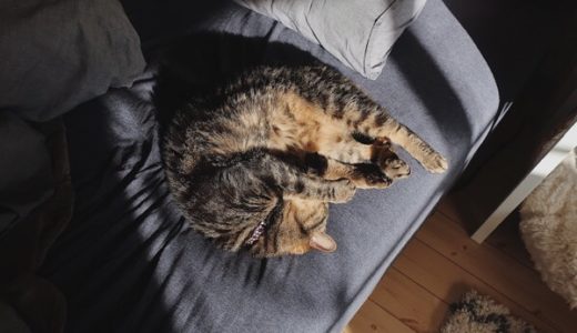 日の当たるベッドで丸まって寝ているジーナ（キジトラ猫）。