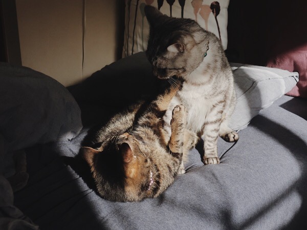 ベッドの上で睨み合っている２匹の猫。