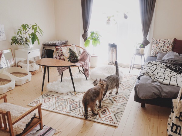 猫と暮らすワンルームの部屋。