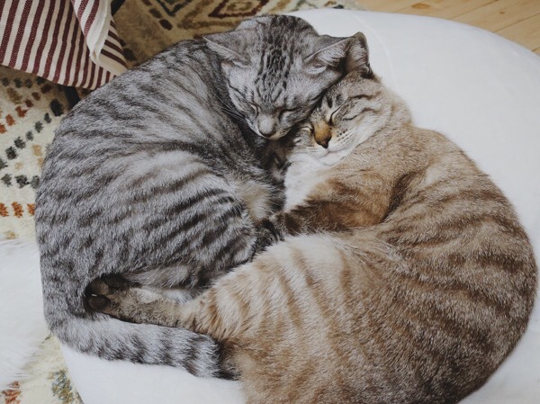 顔を寄せ合って眠る兄弟猫。
