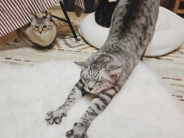 寝起きの背伸びをしているテト（サバトラ猫）。