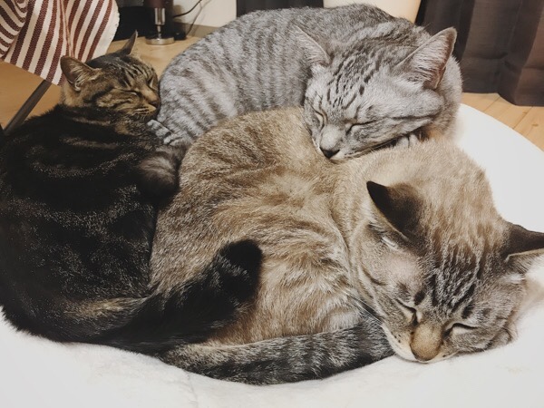 団子になって寝ている３匹の猫。