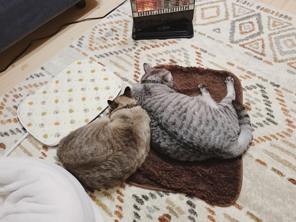 ヒーターの前で寝ている猫２匹。