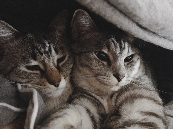 布団の中に潜り込んできた兄弟猫。