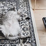 絨毯の上でヘソ天で寝ているデブ猫。
