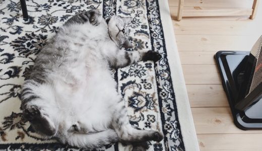 絨毯の上でヘソ天で寝ているデブ猫。