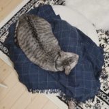 マシュマロクッションの上で寝ているテト（サバトラ猫）。