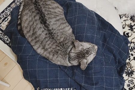 マシュマロクッションの上で寝ているテト（サバトラ猫）。