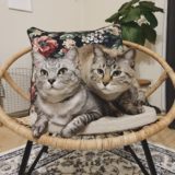 ラタンチェアの上に乗っている猫２匹。
