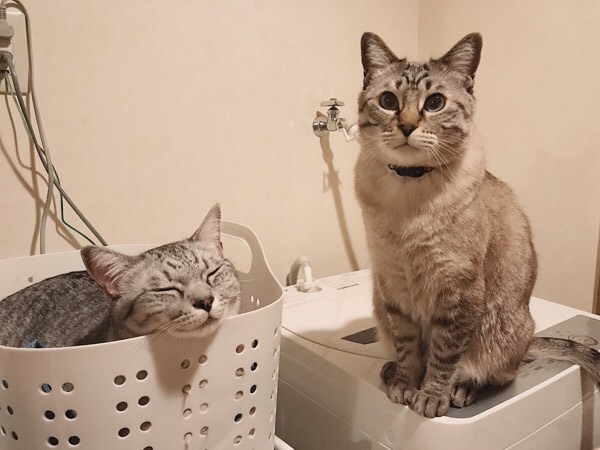 洗濯カゴの中にいるテト（サバトラ猫）と、洗濯機の上にいるムク（シャムトラ猫）。