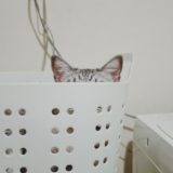 洗濯カゴの中に隠れている猫の耳。