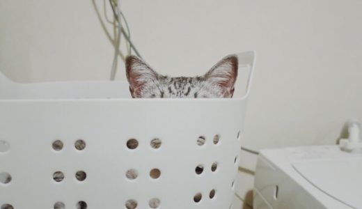 洗濯カゴの中に隠れている猫の耳。