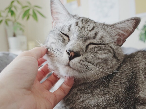 猫の顔を指先で掻いているところ。