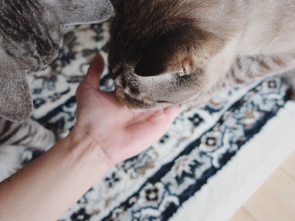 カリカリがなくなっても手の平を舐める猫。