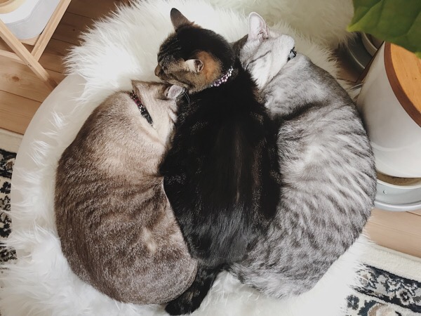 ３匹並んだ猫団子。