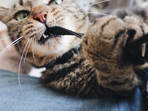 カメラのストラップを噛んで引っ張る猫。