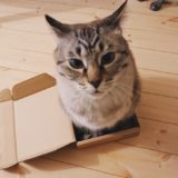 小さな箱にちんまり収まってる猫。