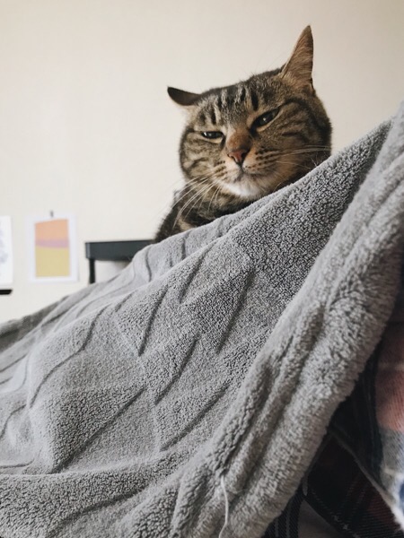 毛布の上にいる猫。