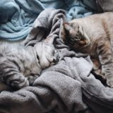 毛布の上で寝ている猫たち。