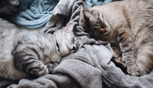 毛布の上で寝ている猫たち。