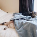 毛布からはみ出た猫の下半身。